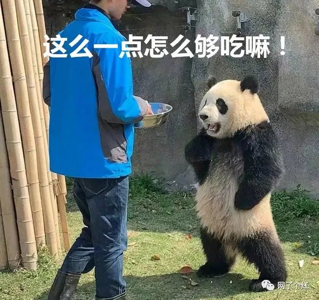 当熊猫知道了自己是国宝11可以显示表情的口罩10如何形容成都的冷9