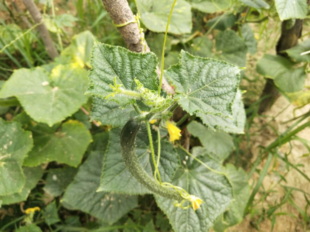 黃瓜花打頂怎麼辦為何會有花打頂如何預防