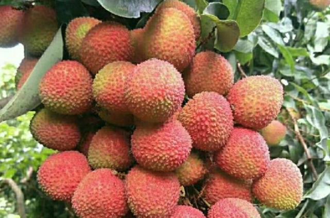 荔枝蒂蛀虫用什么药防治效果好4种防治方法相结合预防为主