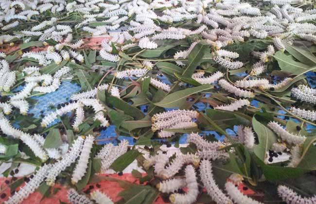 被誉为"绿色石油",曾被大力推广!如今需求强劲,为何许多人不愿种植