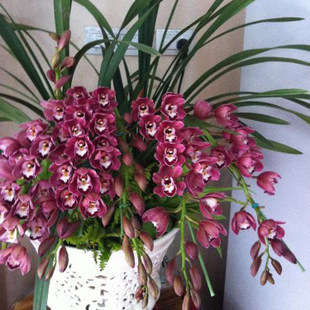 家里种上4种兰过年开出满盆花香味浓郁值得拥有