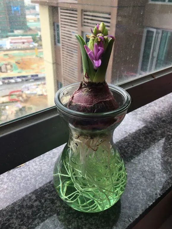 冬天不怕冻的花,这3种"大洋葱",有水就能开花,赶紧养一盆|种球|水培