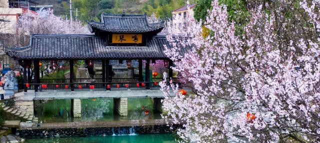 浙江有个风水宝村 杏花美景名扬天下 出了18个博士 上过央视 潘鼎坤 杏花 潘震河