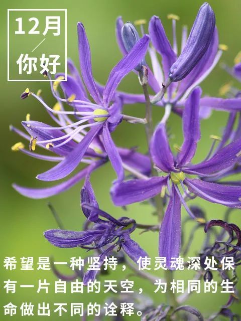 12月早安心语12月你好图片