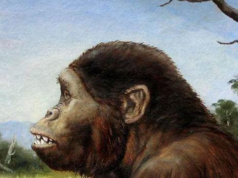 人类起源于"海猿"学说,到底是怎么回事?