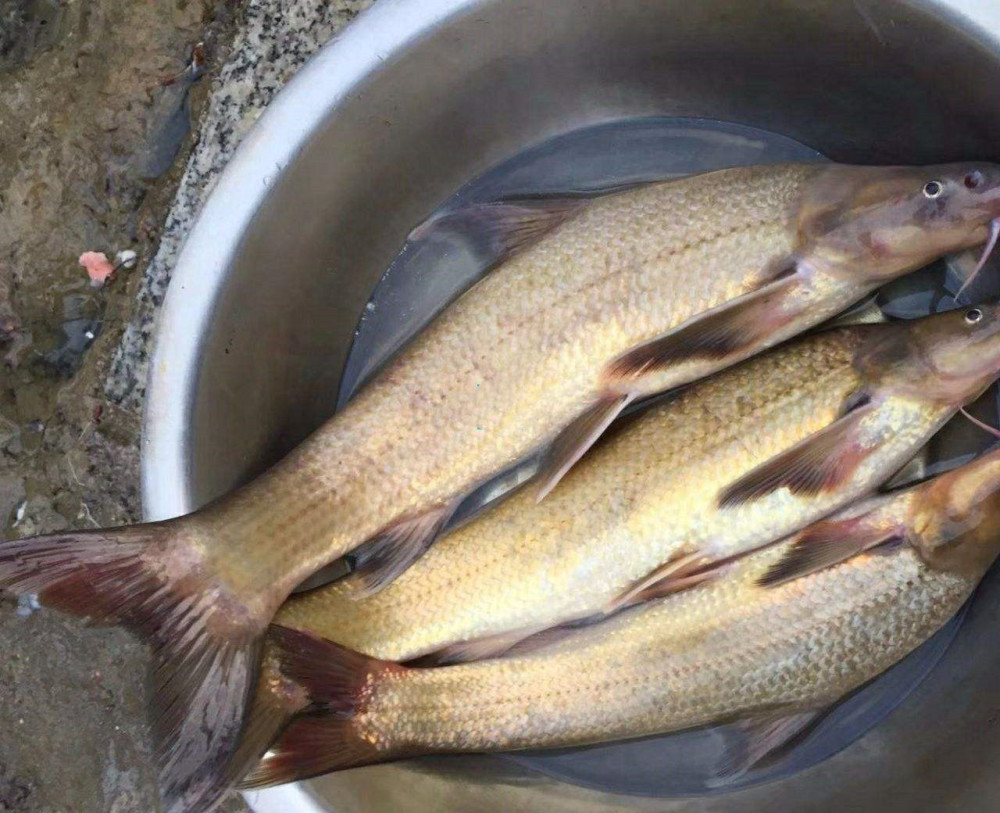 这种鱼俗称水米子,长江黄河里都有,现在受到严格保护