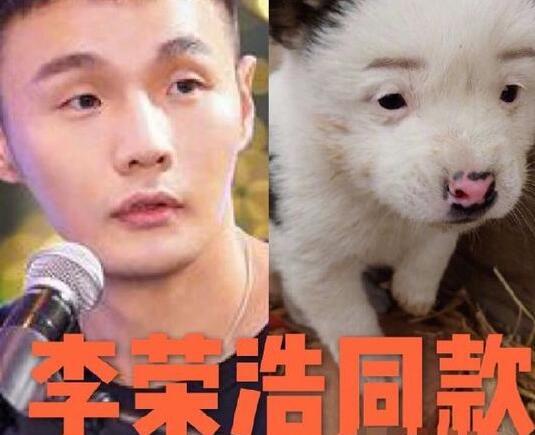 杨丞琳深夜再晒狗界李荣浩画风相近眼神相同附文自己品