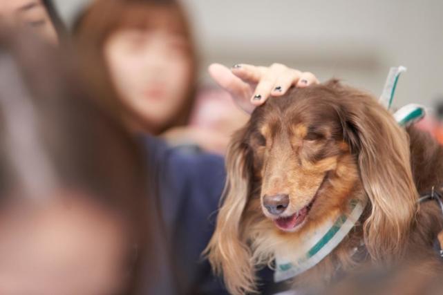 曾被当成是妖怪 台湾全盲 狗医生 故事激励人心 腊肠犬