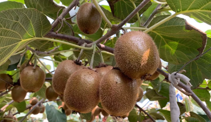 秦人咥美味洛南木耳安康原生态猕猴桃陕西地方特产优惠来袭