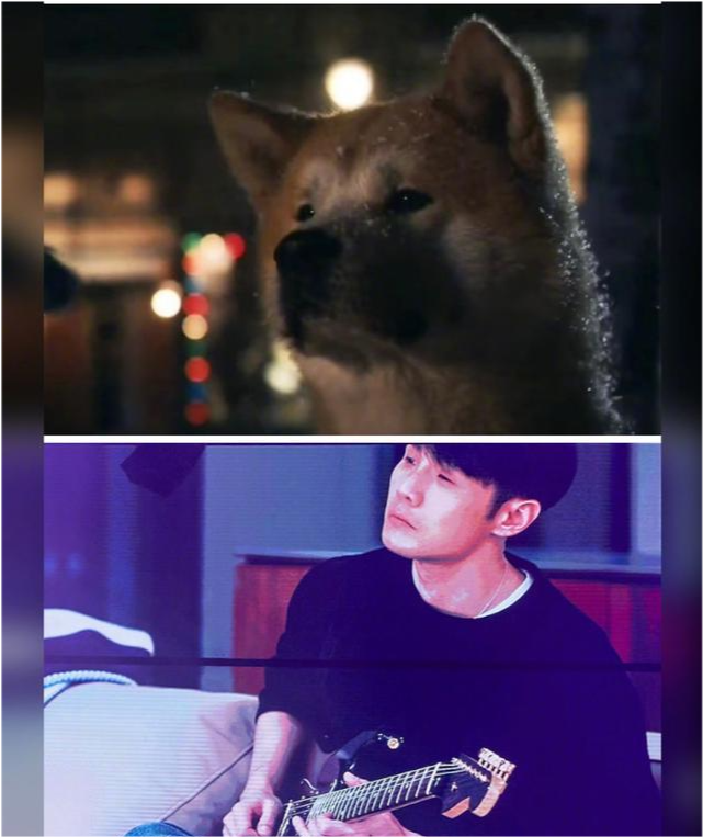  . 杨丞琳晒李荣浩与柴犬对比图