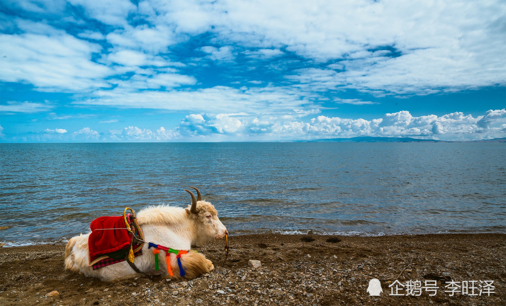 庚子隨筆環遊青海湖