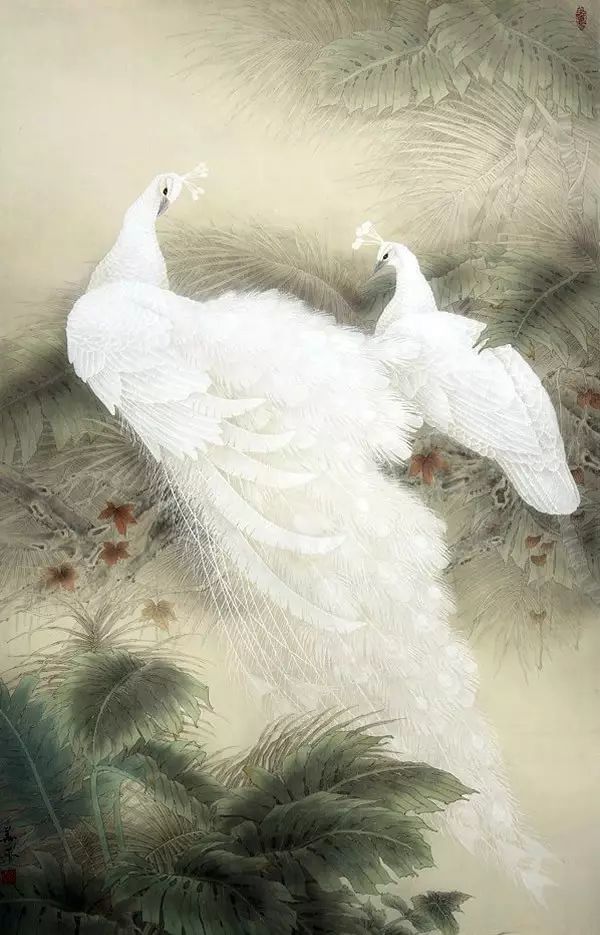 手绘白孔雀孔雀中的精华美