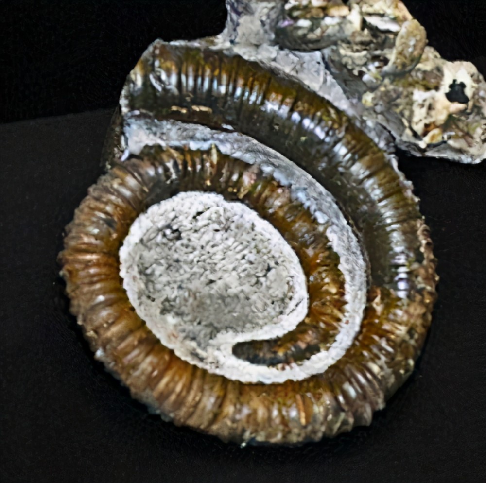 塔菊石超科turrilitaceae,杆菊石科baculitidae的fig. 5.