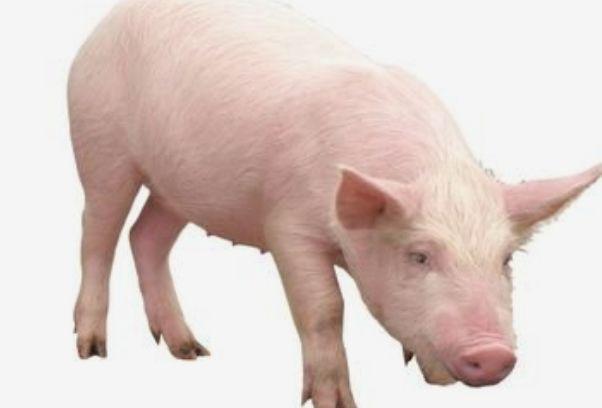 不争不抢的性格让属猪人早年错失很多机会,中年发奋图强,晚年福气十分