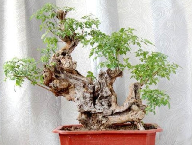 黄荆盆景冬天怎么养护?做好这几点,长得枝繁叶茂