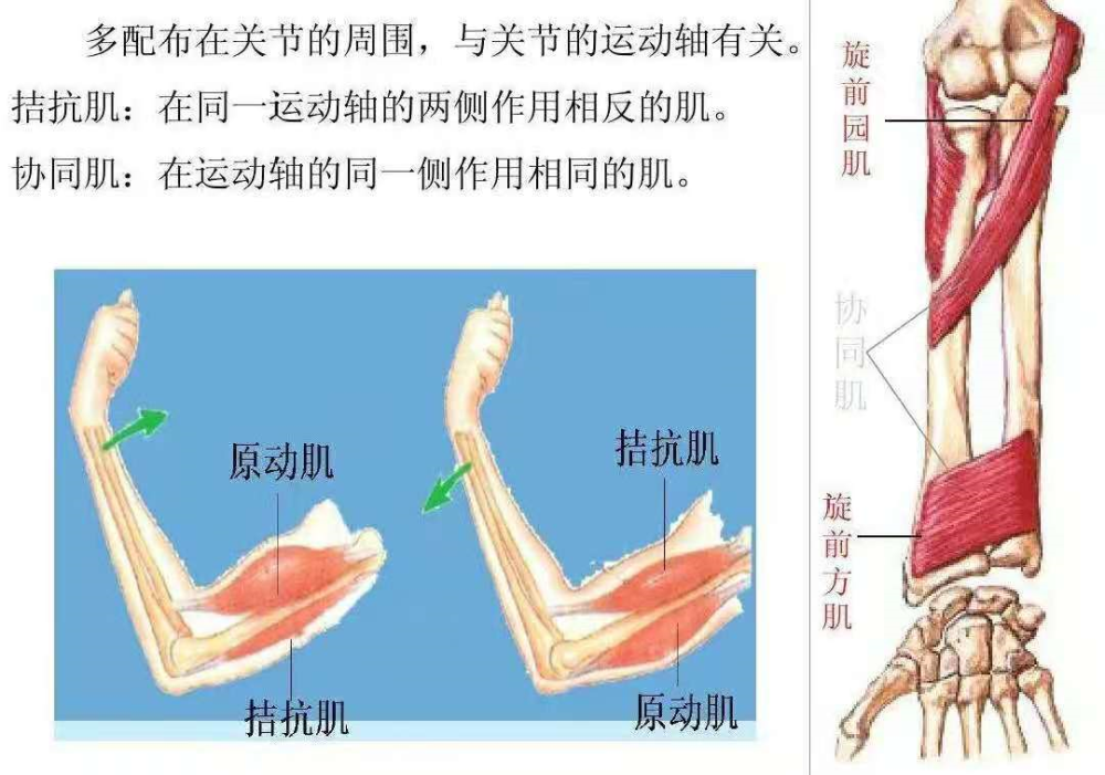 运动人体科学是什么它对钢琴手指培训有何作用