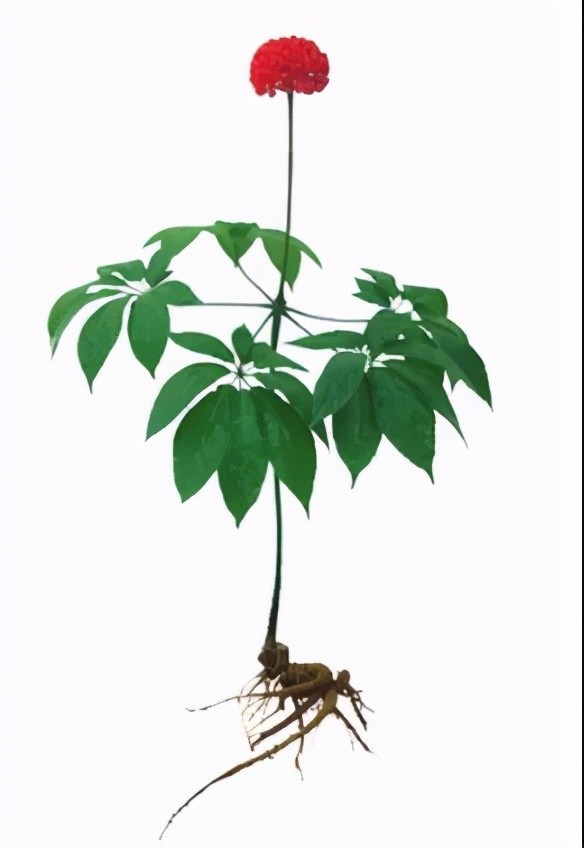 林草科普|中国药用植物-《本草纲目》