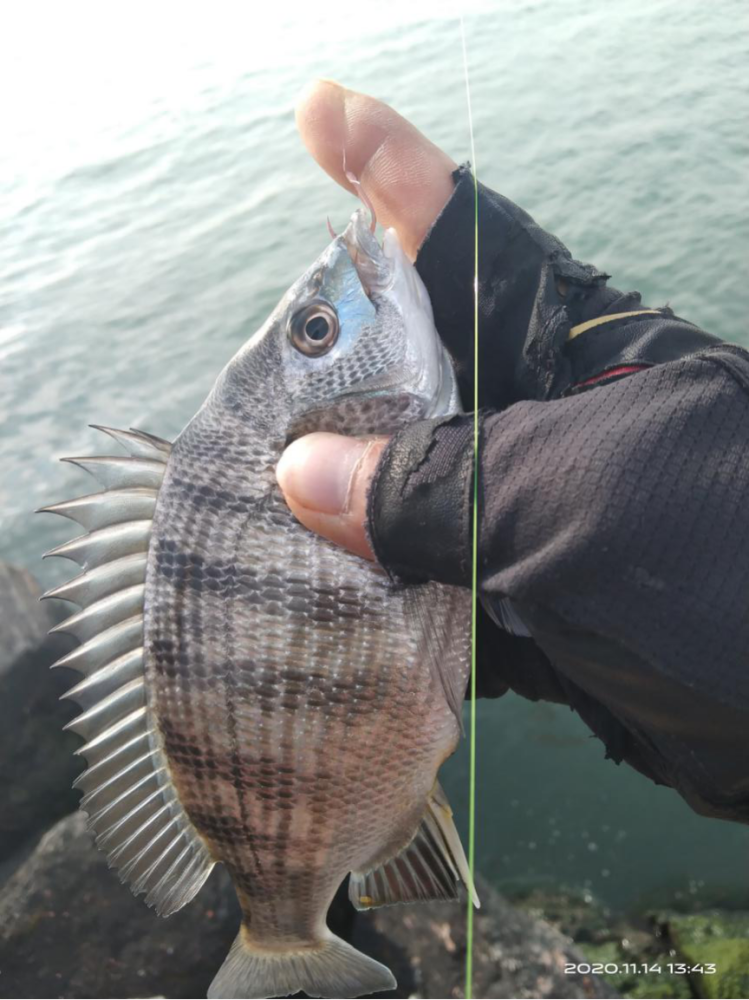 当大潮活汛遇上我的矶钓轻钓组这次钓行简直完美