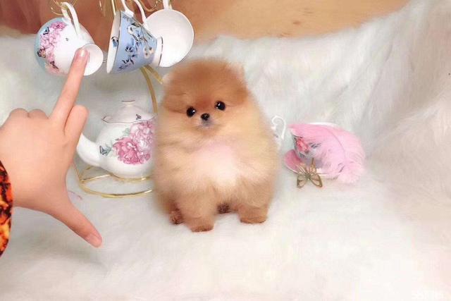 可爱的茶杯犬其实非常痛苦看完你还想养茶杯犬吗