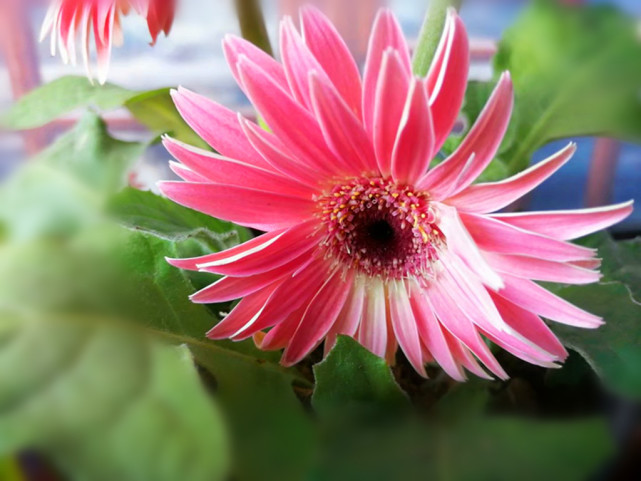 冬季室内养 菊花 就养这4种 色彩明媚花期长 养护方法简单 菊花 非洲菊 勋章菊 瓜叶菊 荷兰菊 菊科