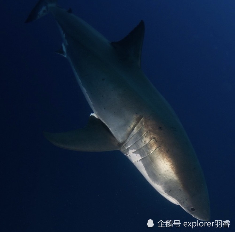 在墨西哥鯊魚密度最高的海里追蹤大白鯊坐在能開動的鐵籠裡場面驚險