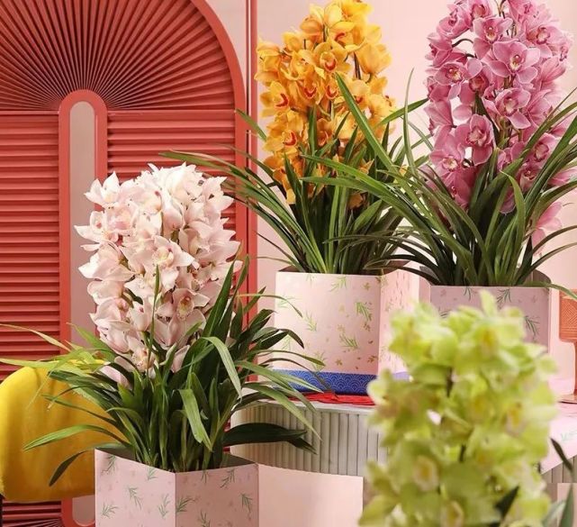 一种 富贵花 现在养春节刚好开花 花开一簇簇 漂亮又喜庆 贵气逼人 花卉 大花蕙兰 植株