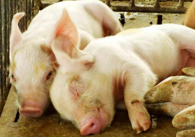 小猪拉稀用什么药效果最好?小猪拉稀用