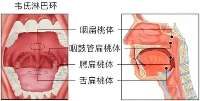 咽淋巴环:咽鼓管扁桃体,咽扁桃体(腺样体,腭扁桃体,舌扁桃体共同构成