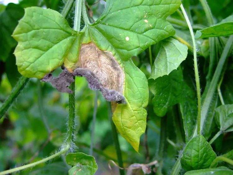 农作物灰霉病的特点危害症状及无公害防治方法