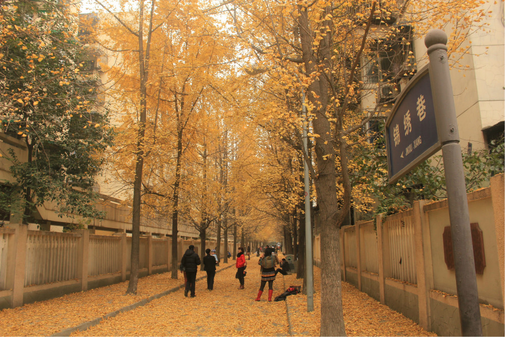 打卡成都银杏叶最佳观赏地,错过再等一年_腾讯新闻