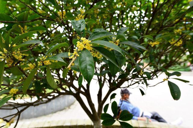 修剪:促進新枝,多開花修剪桂花樹,不管是地栽桂花樹還是盆栽桂花樹,都