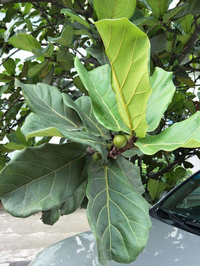 第一种是琴叶榕,这种植株估计很多朋友都是养护过的,它也有一个名字