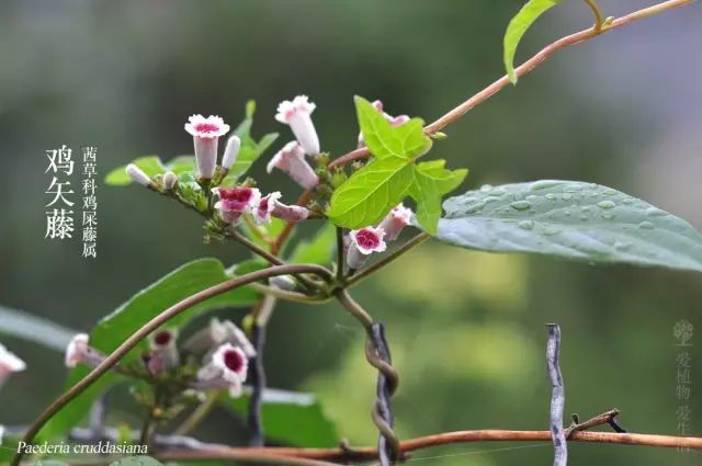 万万没想到海丰这个常见野草功效太强大