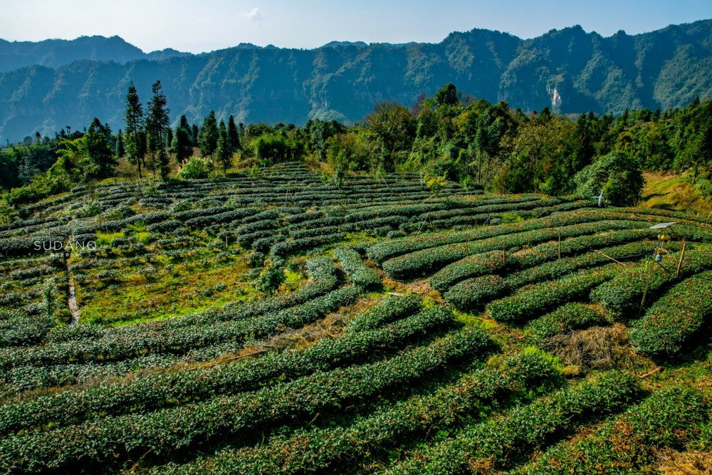 当我们一路自驾进入这里的时候,不由惊叹:这片高山中的绿色世界,即便