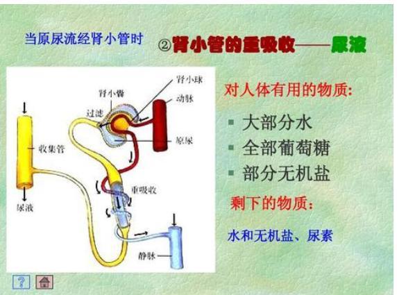 喝水越多尿也越多肾脏的压力会变大吗多喝水会伤到肾脏吗