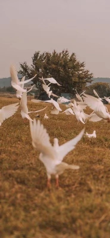 壁纸 Iphone精选壁纸 腾讯网