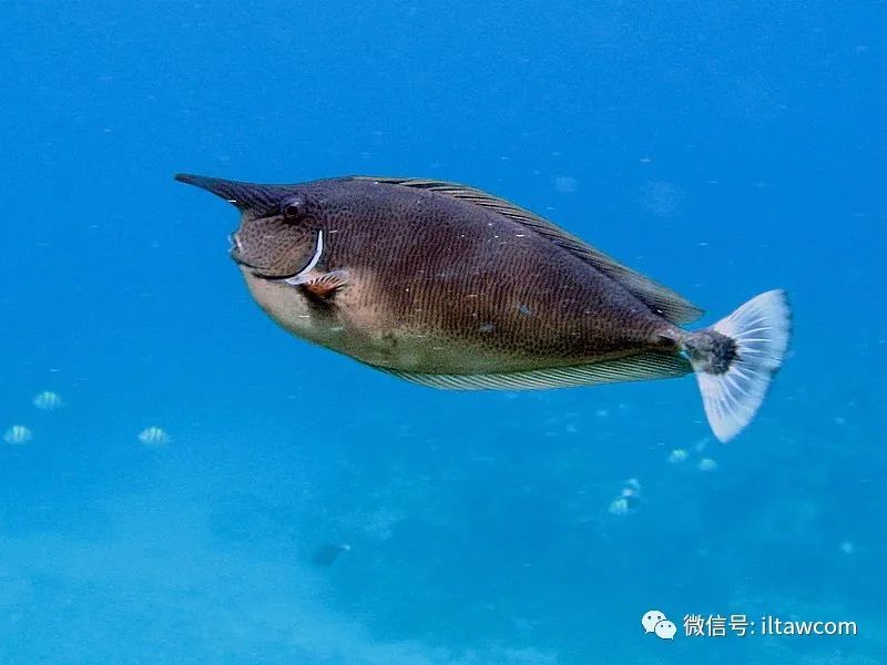 short-nosed unicornfish