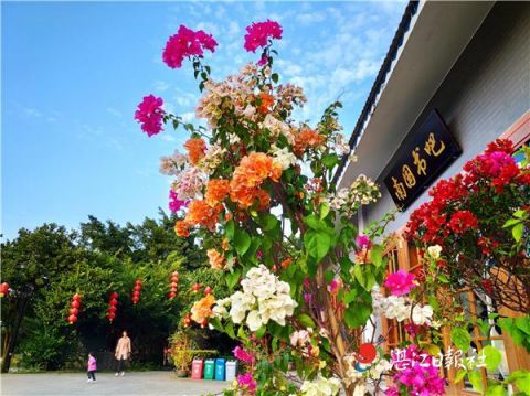 南国热带花园 冬日风光好花香伴书香 南国热带花园 三角梅