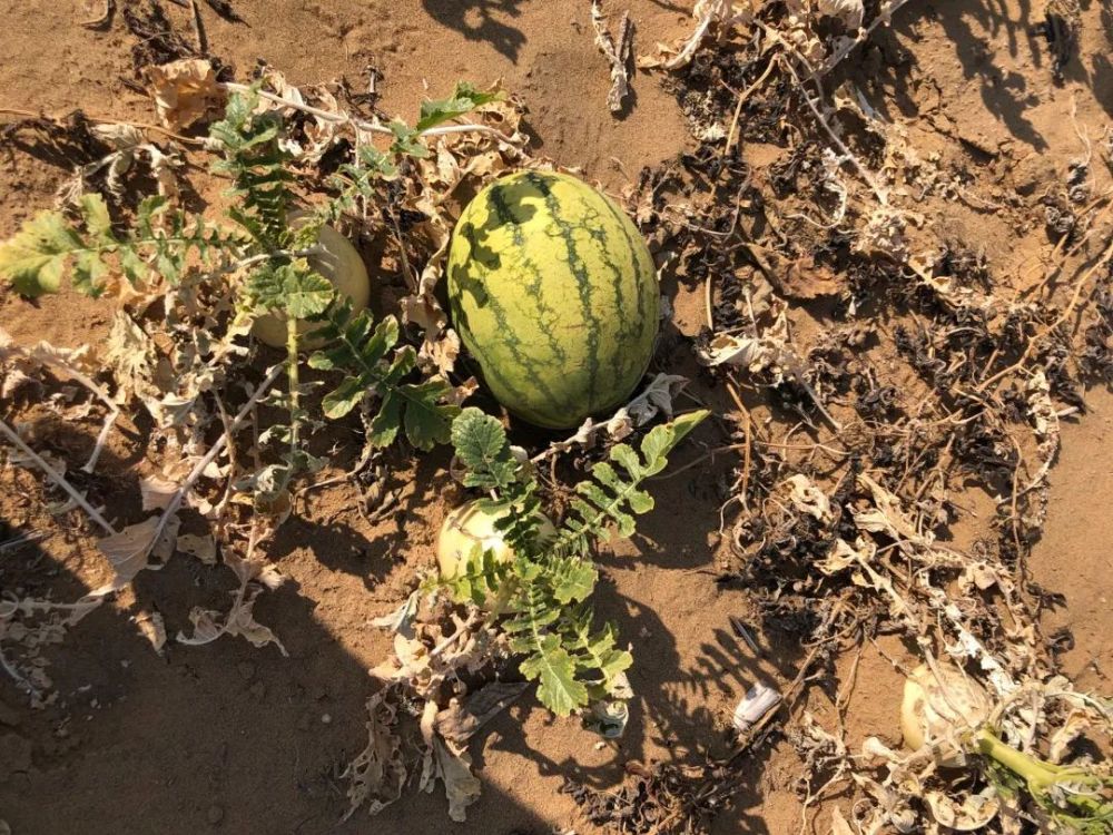 来过内蒙古才知道中国人在沙漠也能种菜