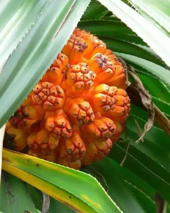 人称假菠萝果实100一斤籽粒曾卖30万一串今快被人遗忘