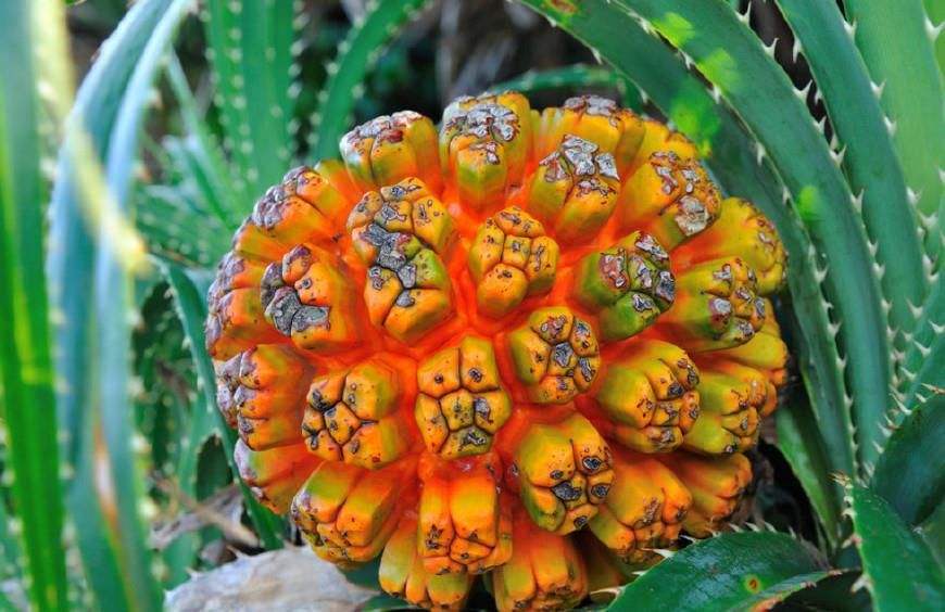 人称"假菠萝",果实100一斤,籽粒曾卖30万一串,今快被人遗忘