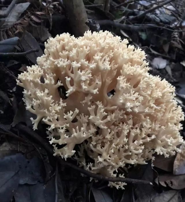 猫爪菇 大山里的美味