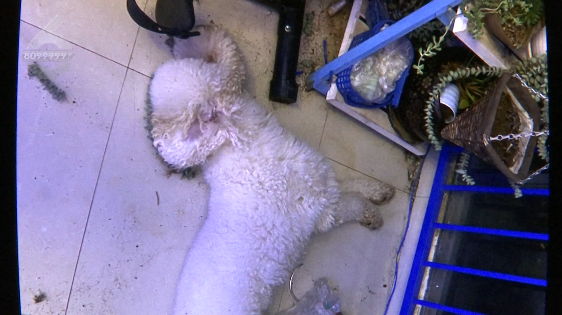 刘先生说,发生意外的是一只比熊犬,已经养了6年,而妻子遛狗时并没有出