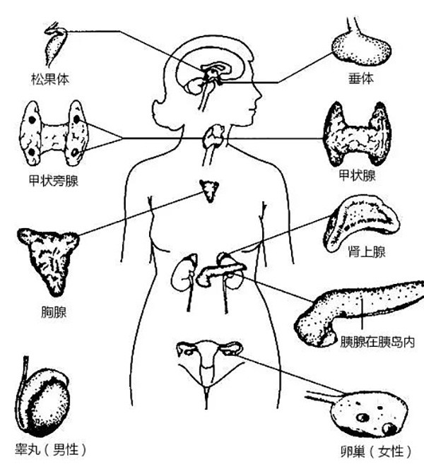 什么是腺体 每种腺体都有什么功效 详解人体8大腺体 腾讯新闻