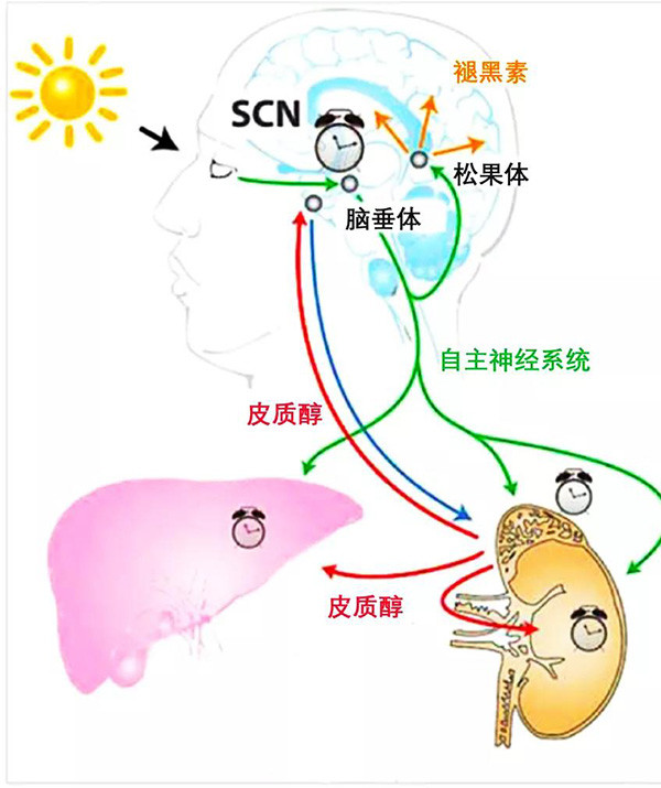 松果体主要分泌褪黑素,与人体生物钟的调控有关,所有我们身体的规律性