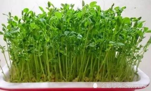 苜蓿芽苗菜怎样培育 苗盘 芽苗菜 种子 催芽