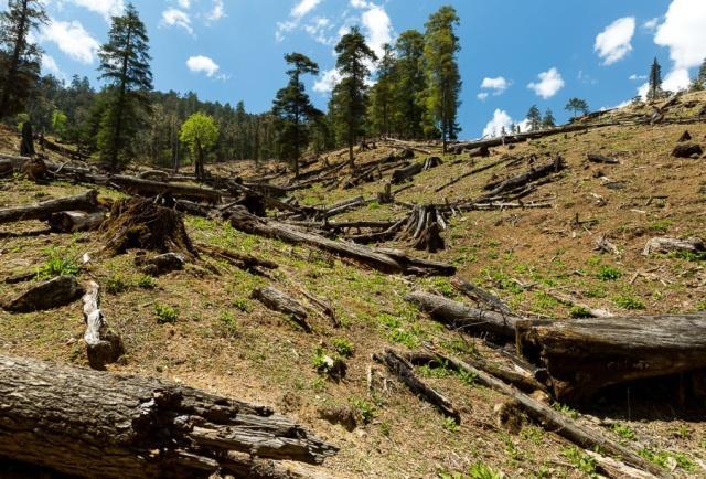 日本从不砍伐自己的森林,从中国大量进口木材?事实却恰恰相反