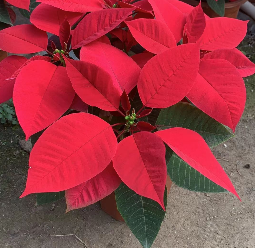 这种花叫圣诞花色彩大红大绿一般人不敢碰