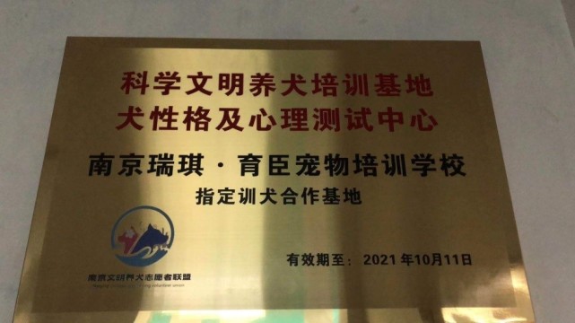 育臣训犬训练 南京宠物训练终于有免费犬心理测试地方啦 腾讯网