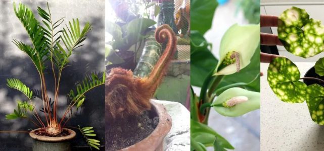 4种以前很流行的盆栽观叶植物 现在去花店都难买到 你养过哪种 盆栽 观叶植物 广东万年青